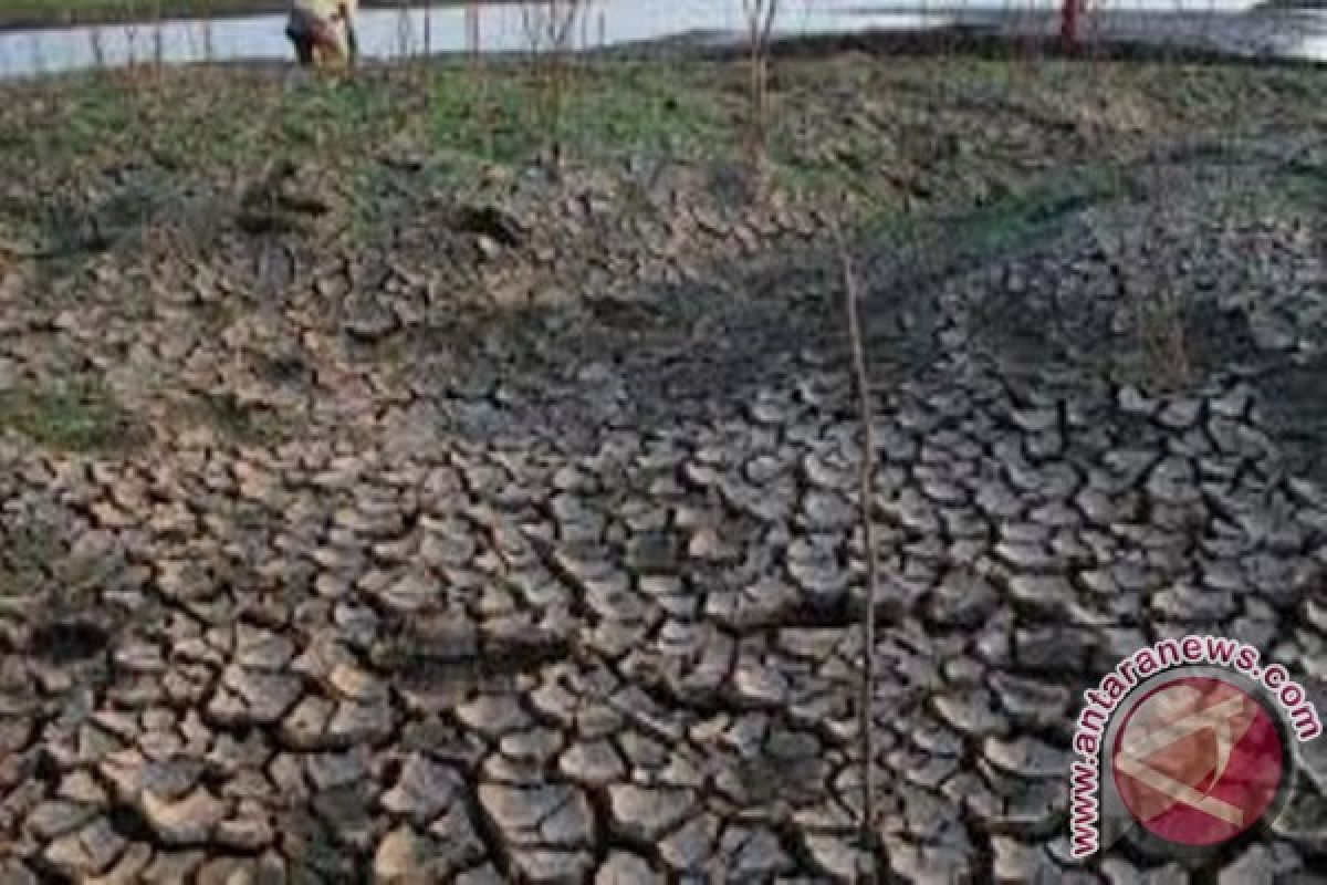 Tiga dusun di Lombok Timur dilanda kekeringan