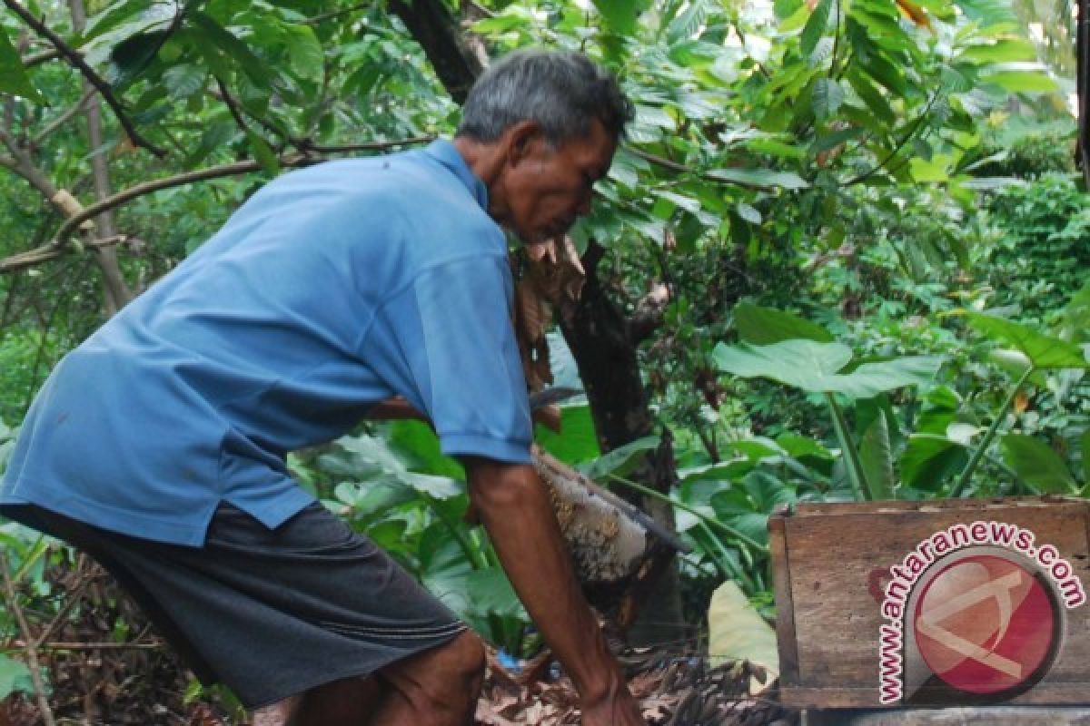 `Genosida` Lebah di Gugusan Perbukitan Lombok Utara