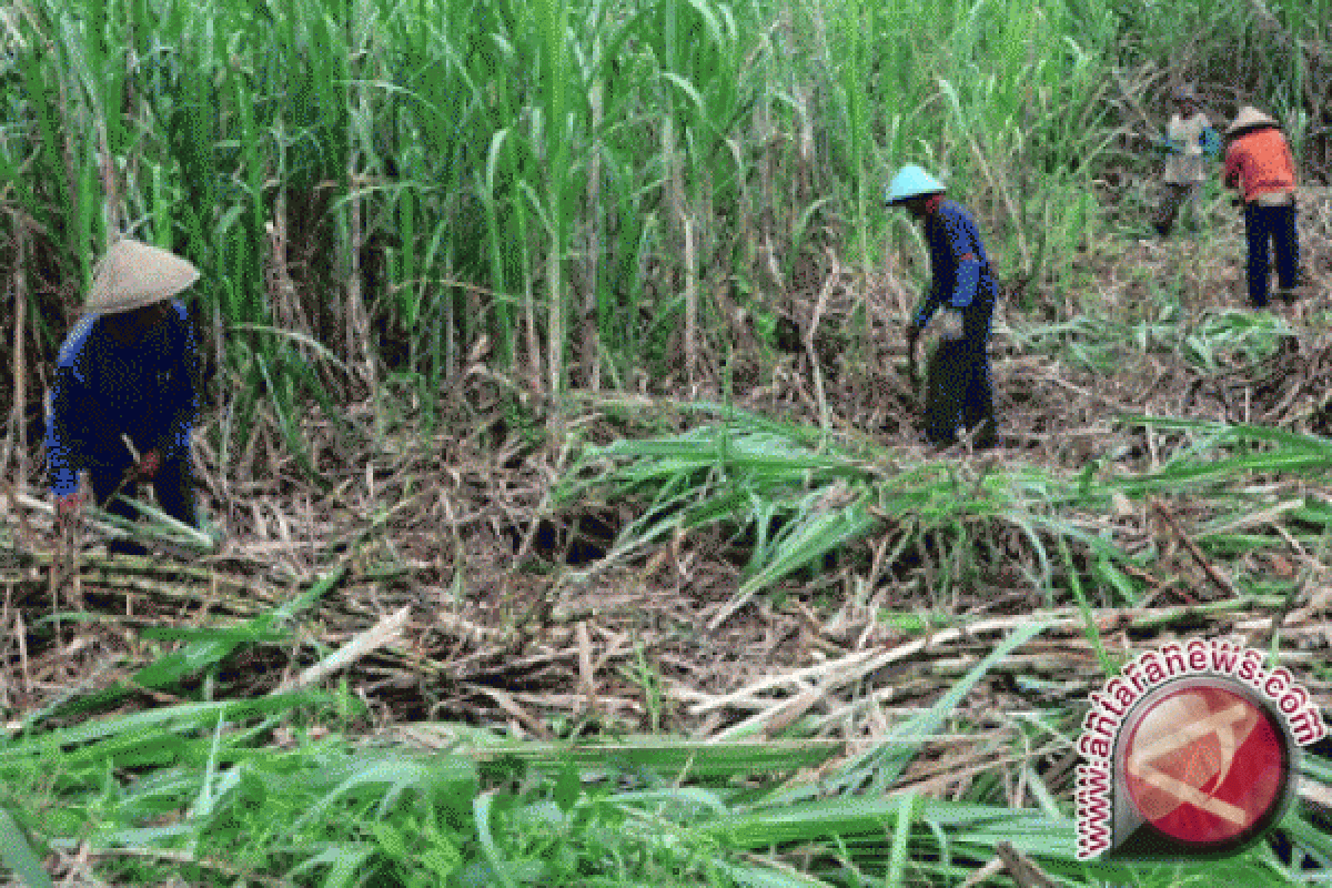 Menyemangati petani tebu pascapenetapan HPP baru 