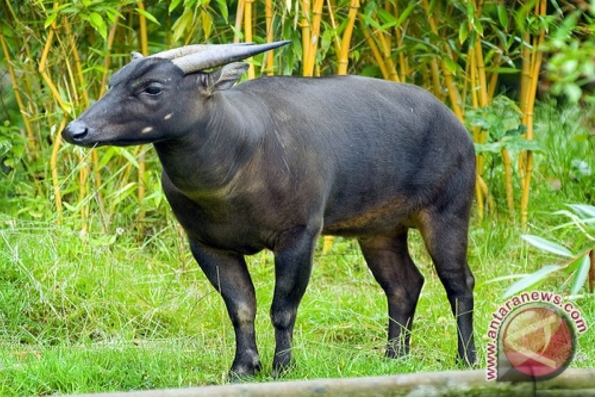 Indonesia - Eropa berkomitmen selamatkan banteng dan anoa