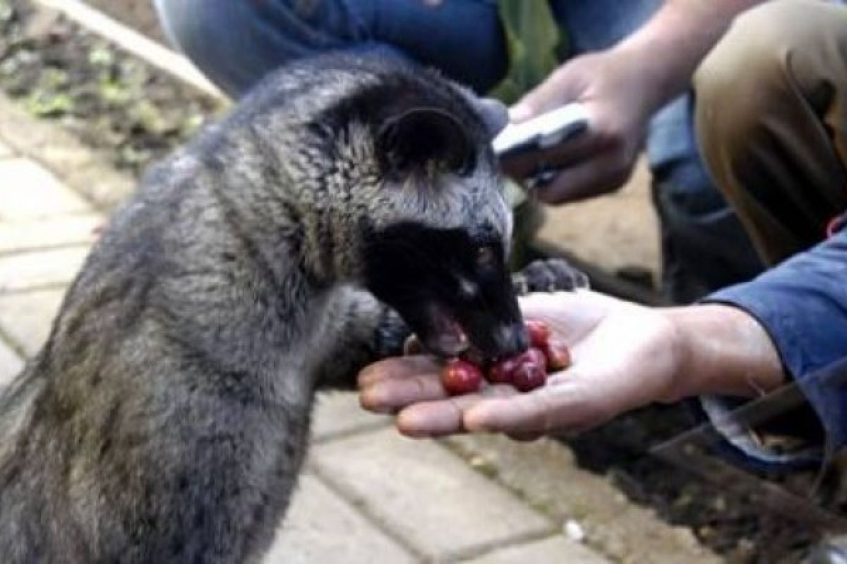 Melewati Masa "Booming" Produk Kopi Luwak