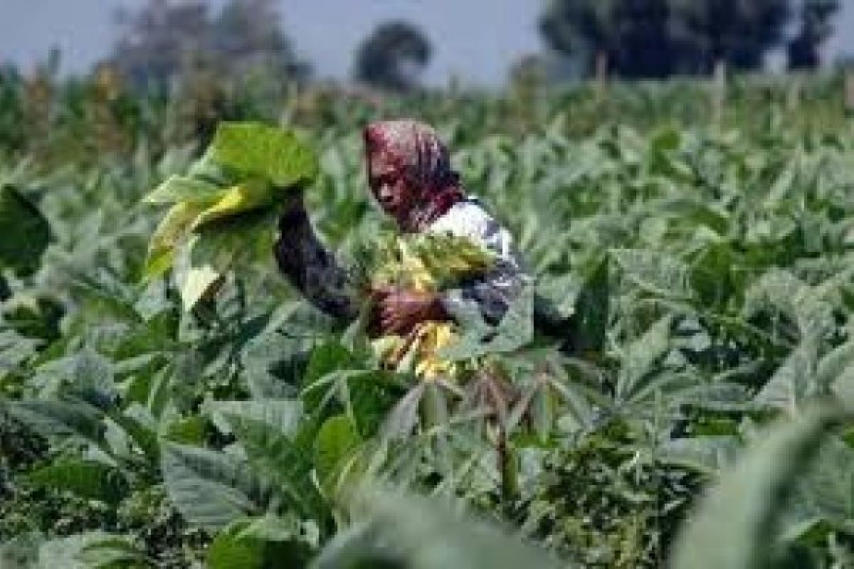 Optimisme Petani Tembakau Jelang Panen