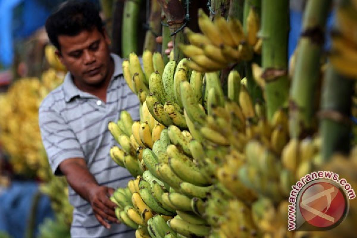 Kulit Pisang Diolah Bisa Jadi Permen Antihiperkolesterol