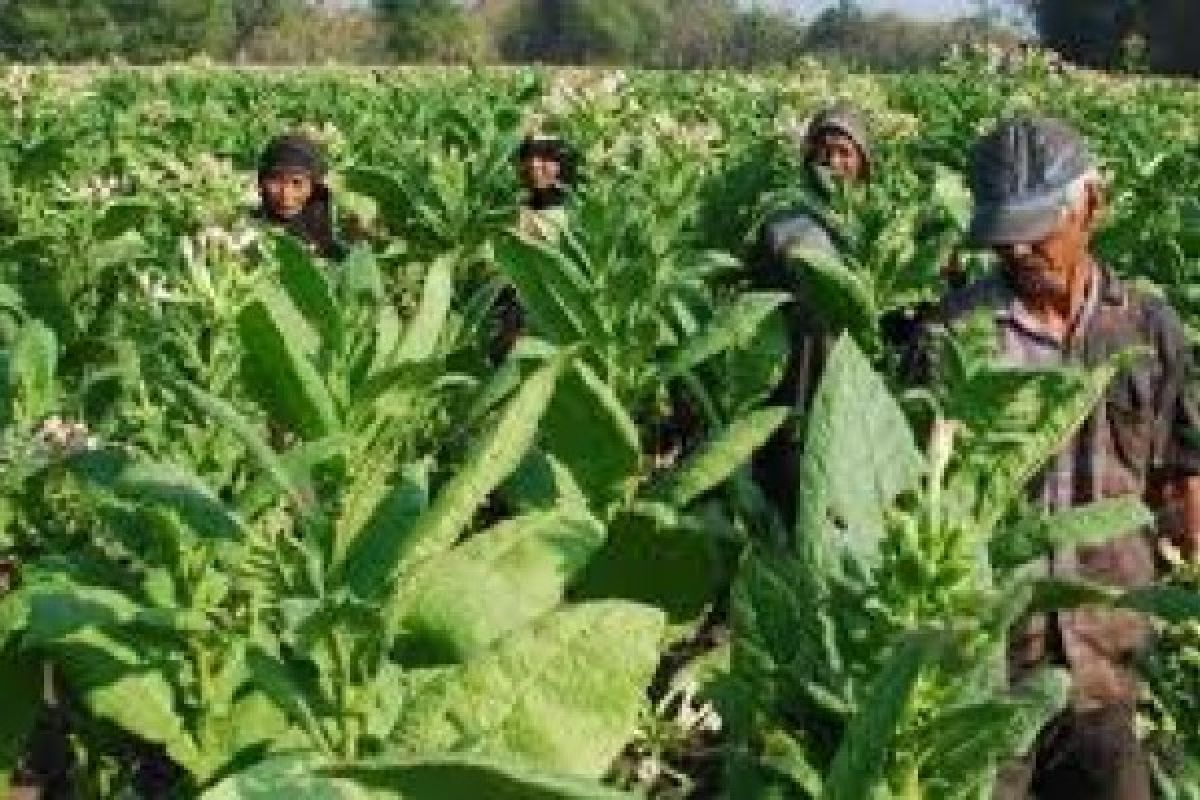 Petani Diimbau Jaga Kemurnian Tembakau