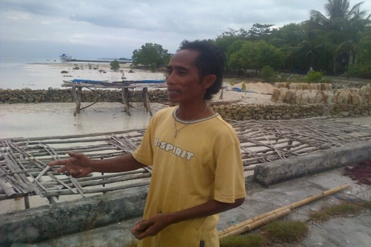 Petani Rumput Laut Wakatobi Peroleh Pendapatan Tertinggi 