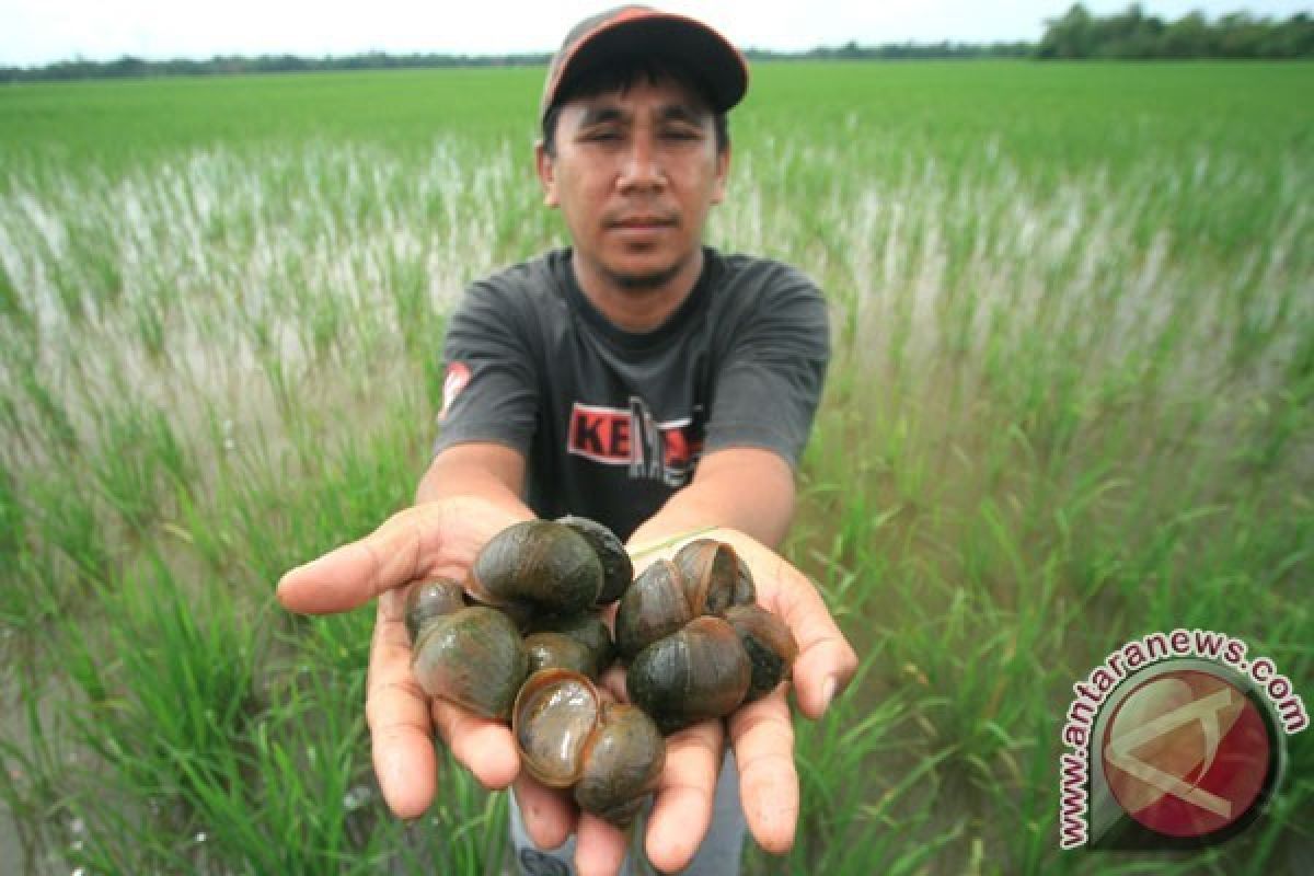 UNY Manfaatkan Keong Mas Untuk Pakan Ternak