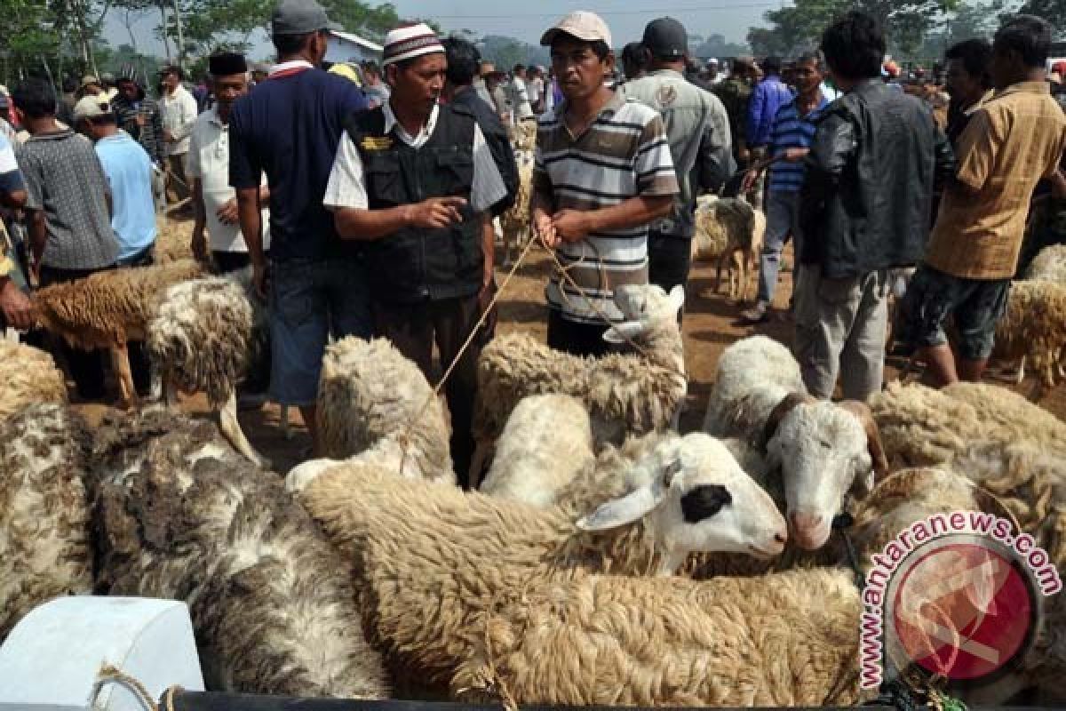 Batu Cincin Berlafaz "Allah" Ditemukan dalam Otak Lembu Kurban