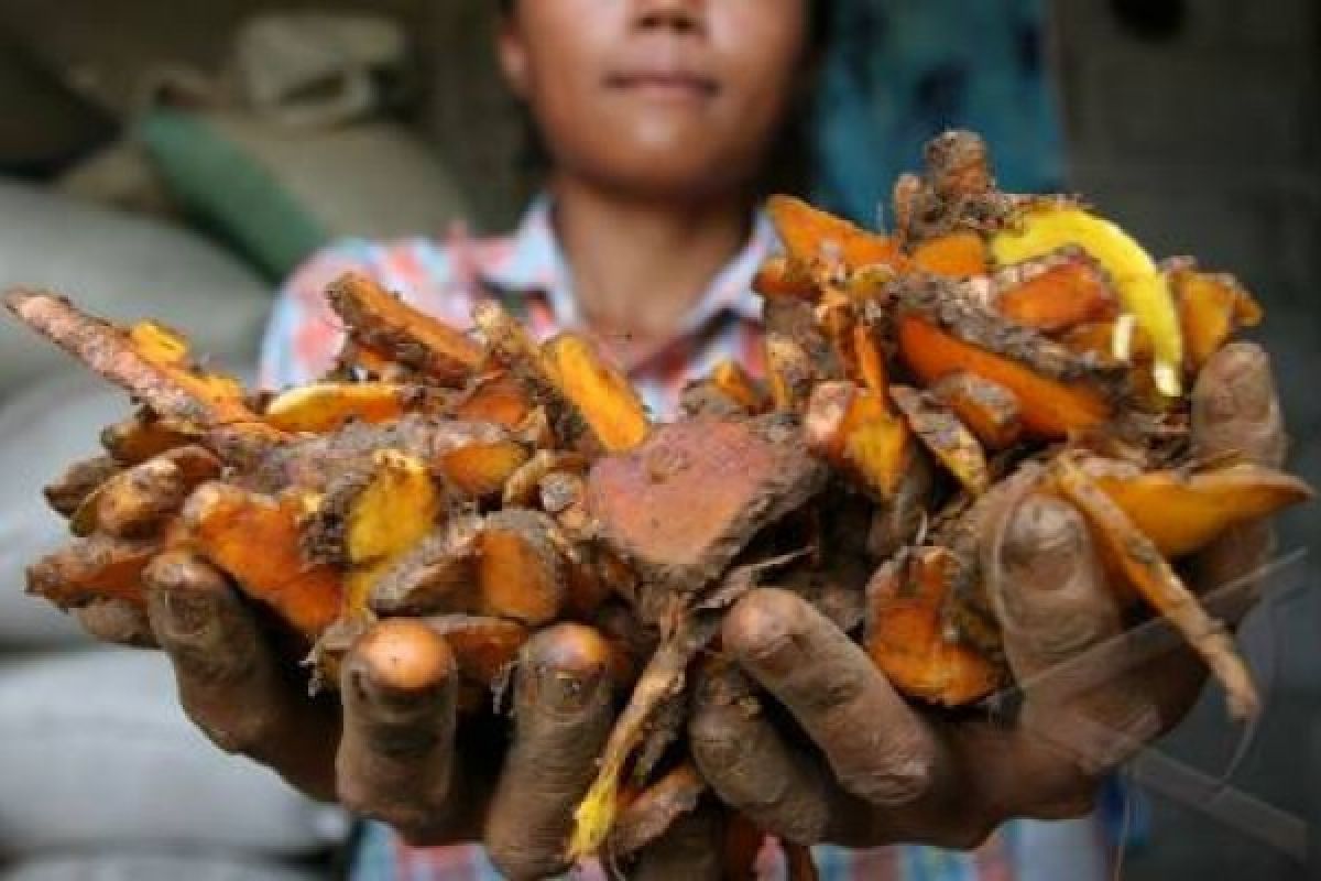 Pemerintah Diminta Arahkan Petani Tak Ekspor Bahan Baku Jamu