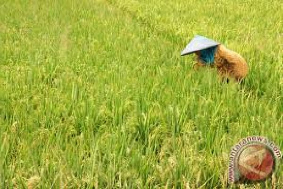 Puluhan Hektare Tanaman Padi Terserang Virus Kerdil Rumput