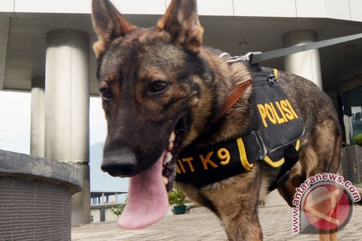 Anjing Paham Cara Manusia Berbicara