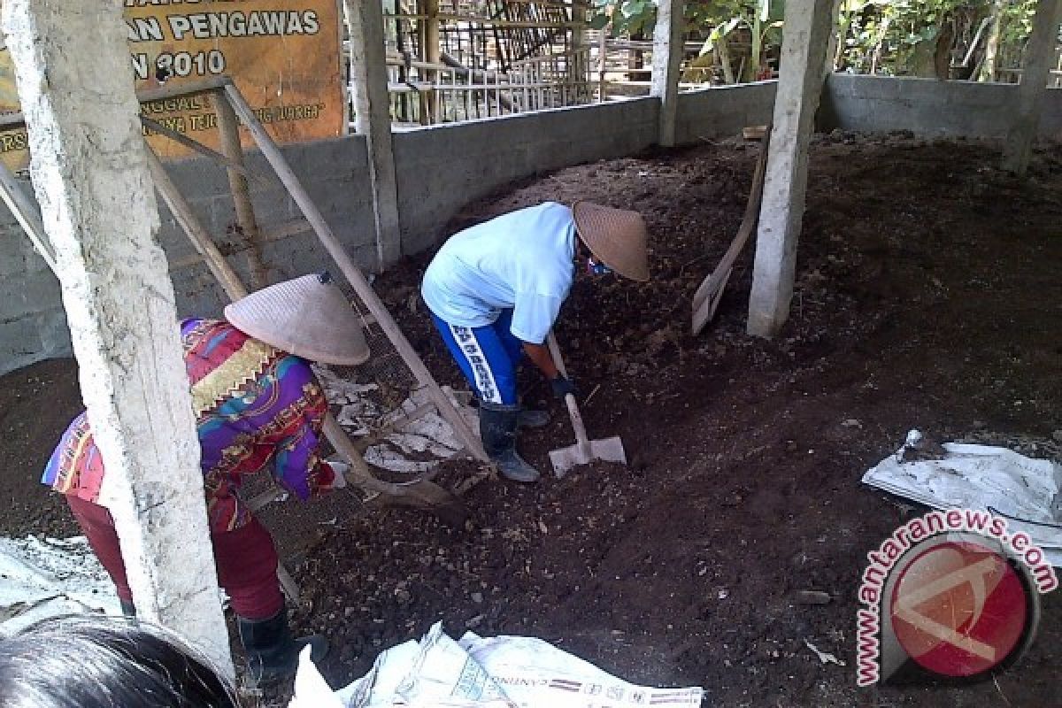 Tiga Mahasiswa Undip Kreator "Hejo Green Fertilizer"