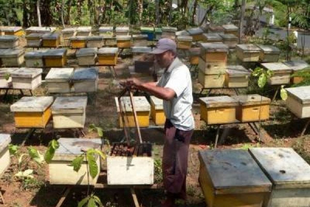 Kedai Lebah Kudus Suguhkan Masakan Rasa Madu