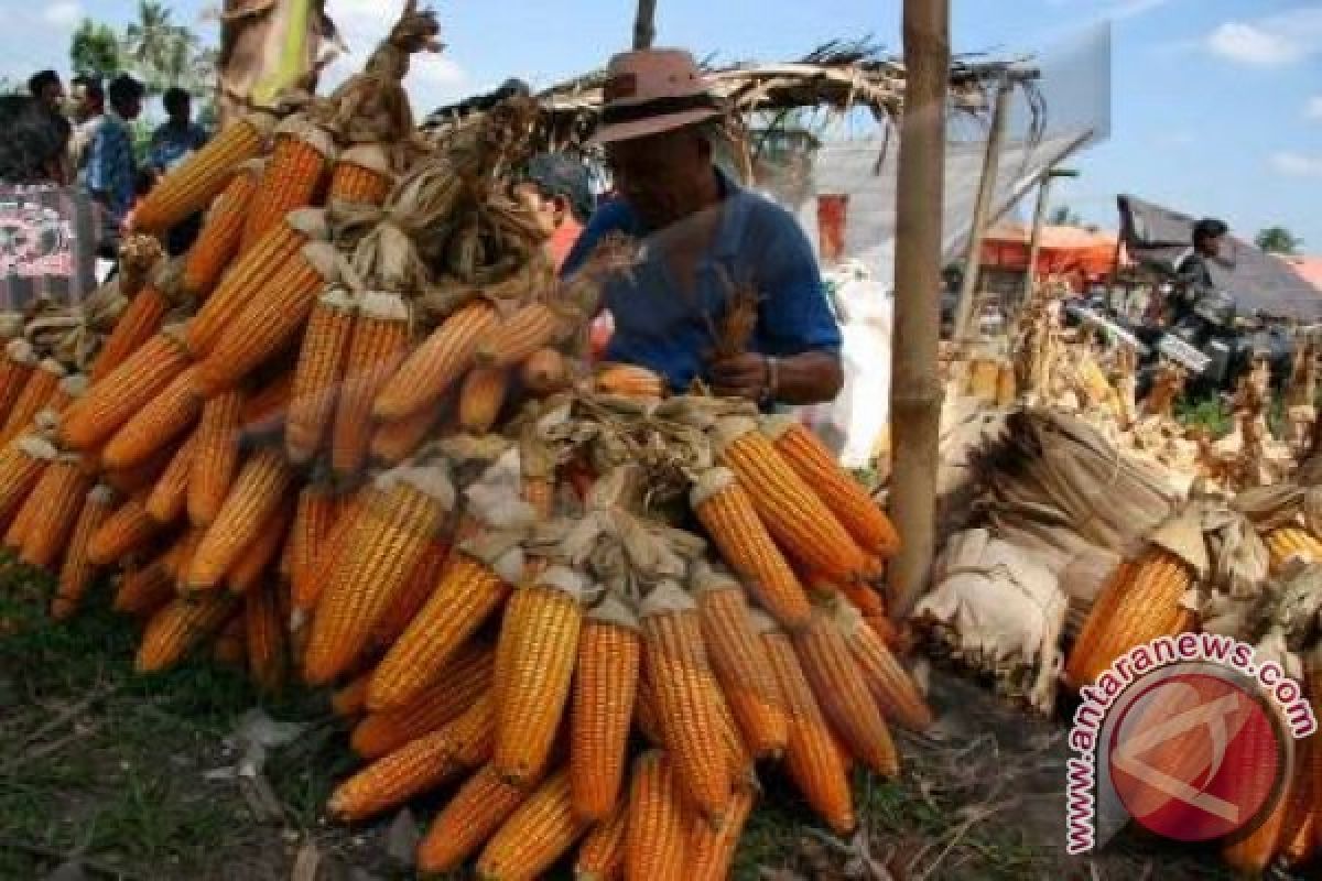 Pemerintah terkesan paksa petani tanam bibit bantuan jagung