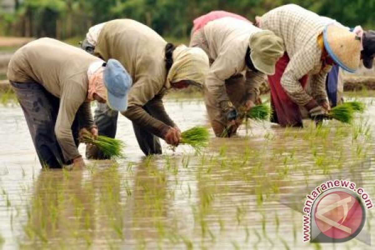 BPS NTB Bantah Diintervensi Terkait Lonjakan NTP