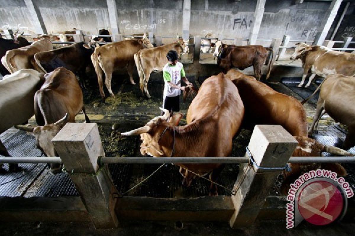 Kementan Kembangkan Sistem Peranakan Sapi Kembar