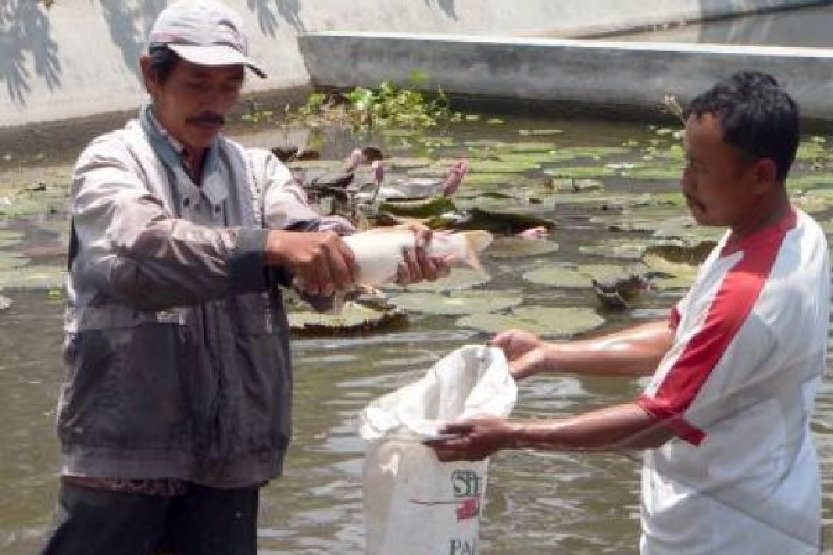 Permintaan Tinggi, Persediaan BBI Mungseng Tak Maksimal