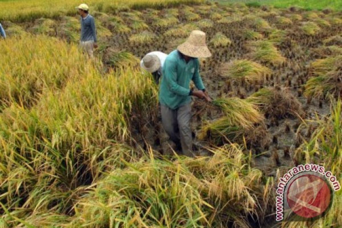 Minahasa Tenggara maksimalkan pengelolaan lumbung pangan kecamatan