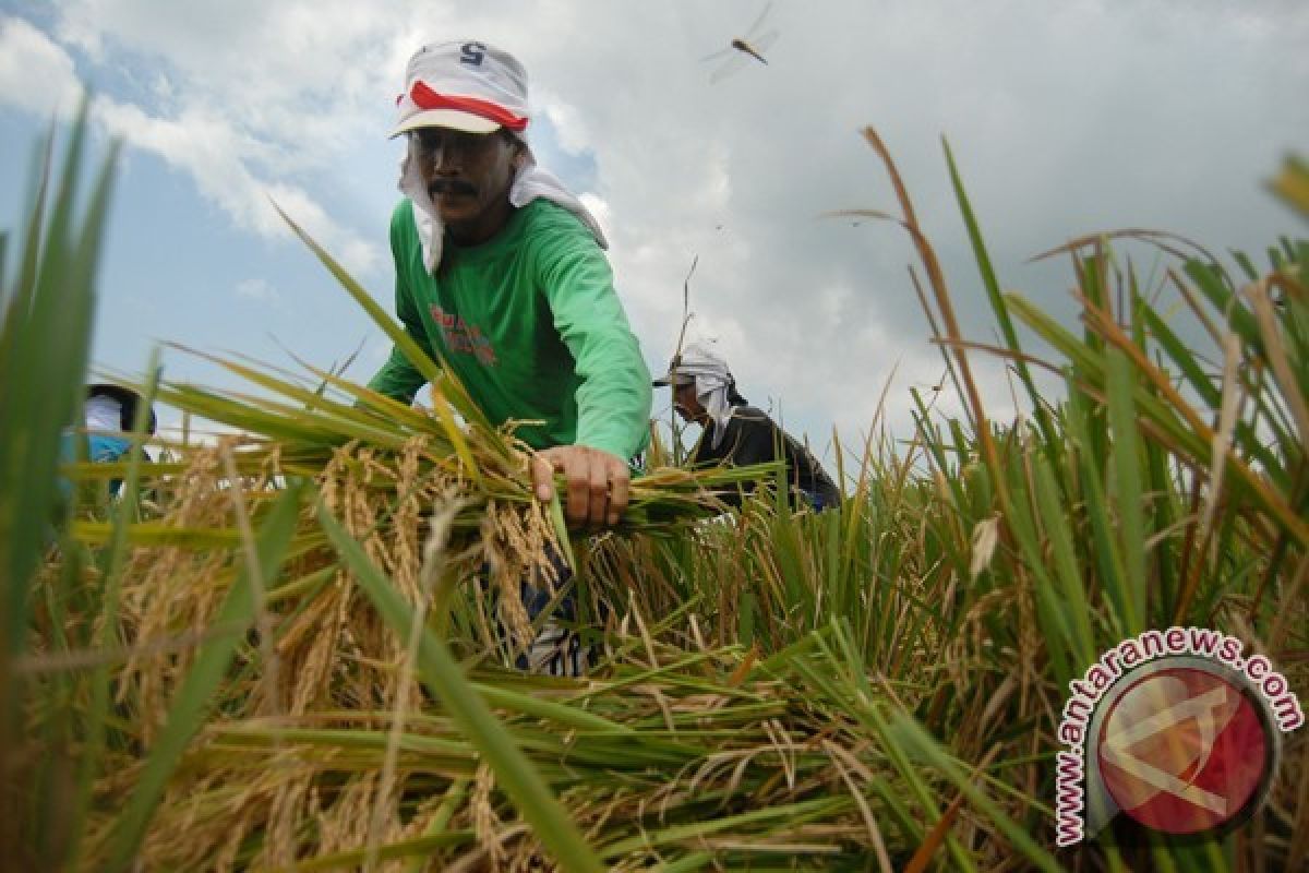 Farmers refuse govt's plans to import rice