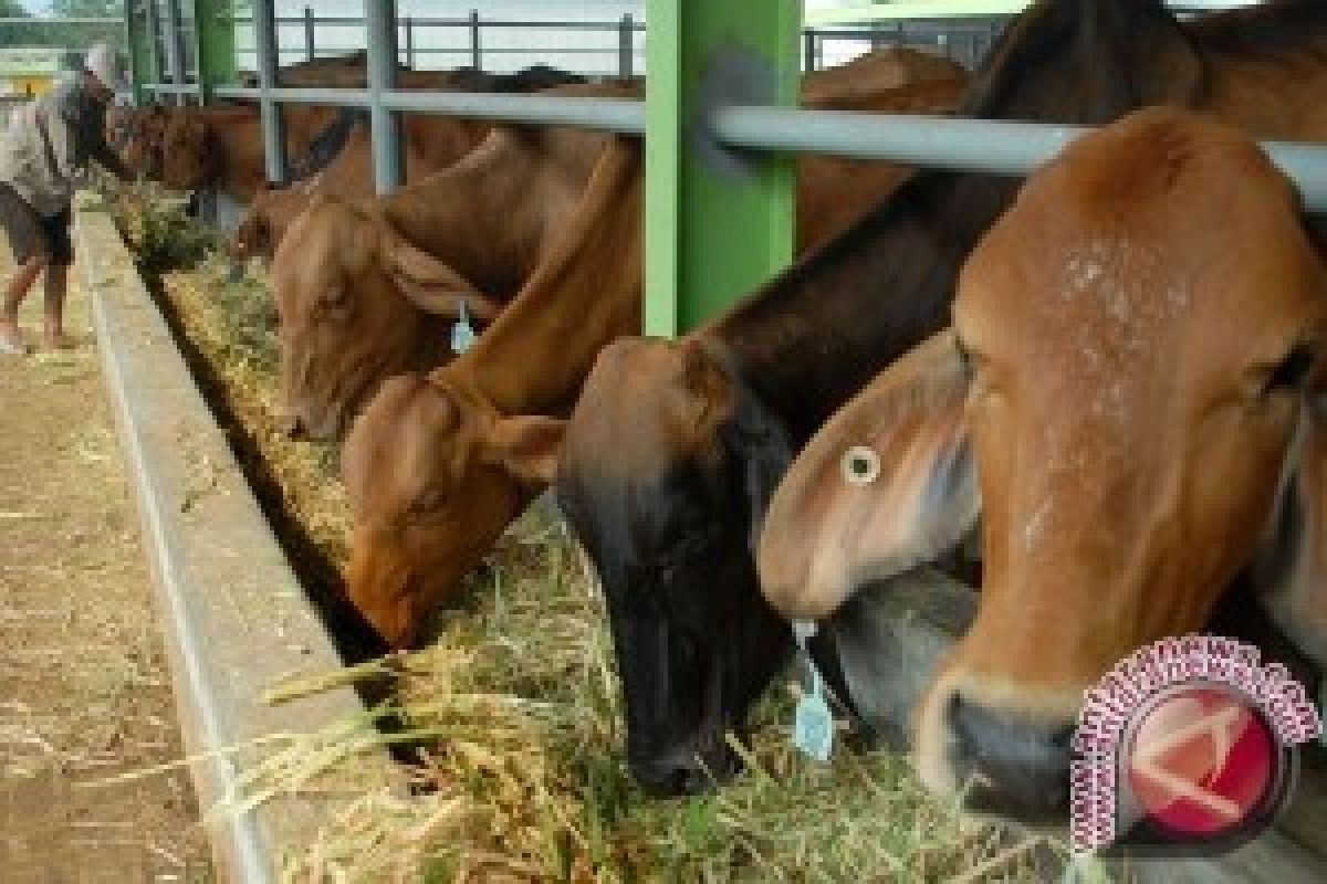 Pemkab Dukung Desa Kaliombo sebagai Tempat  Penggemukan Sapi