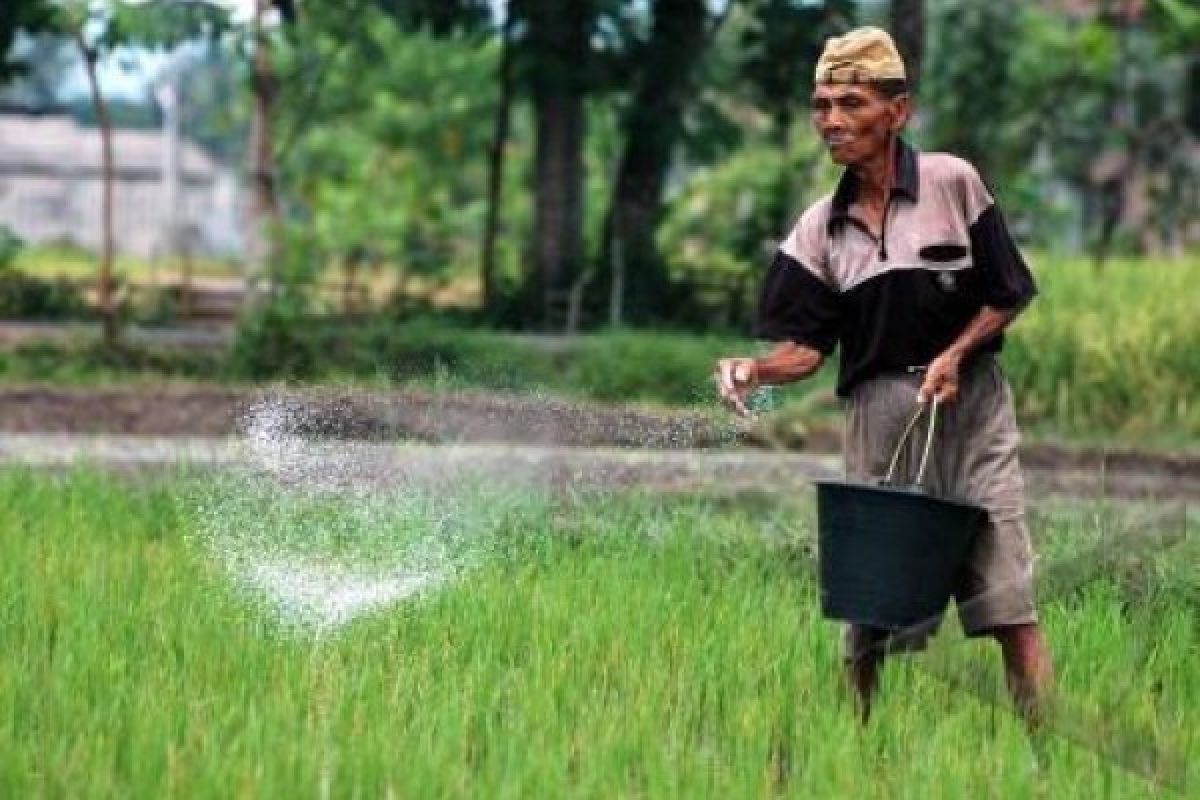 Banyumas Targetkan Luasan Tanaman Padi 27.000 Hektare