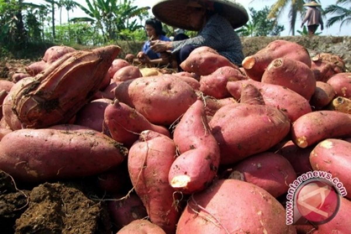 Rendah Tingkat Konsumsi Umbi-umbian di Solo