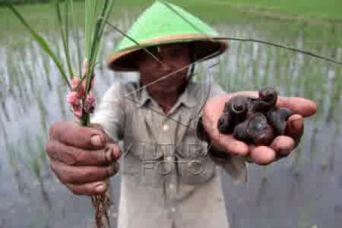 Waspadai hama keong saat musim hujan