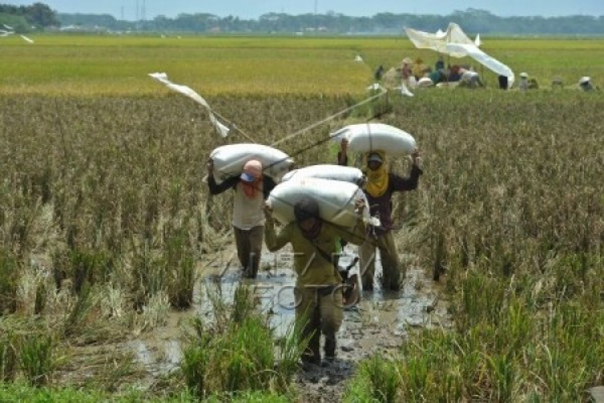 Kadar Air Tinggi, Mitra Bulog Kesulitan Pasok Beras