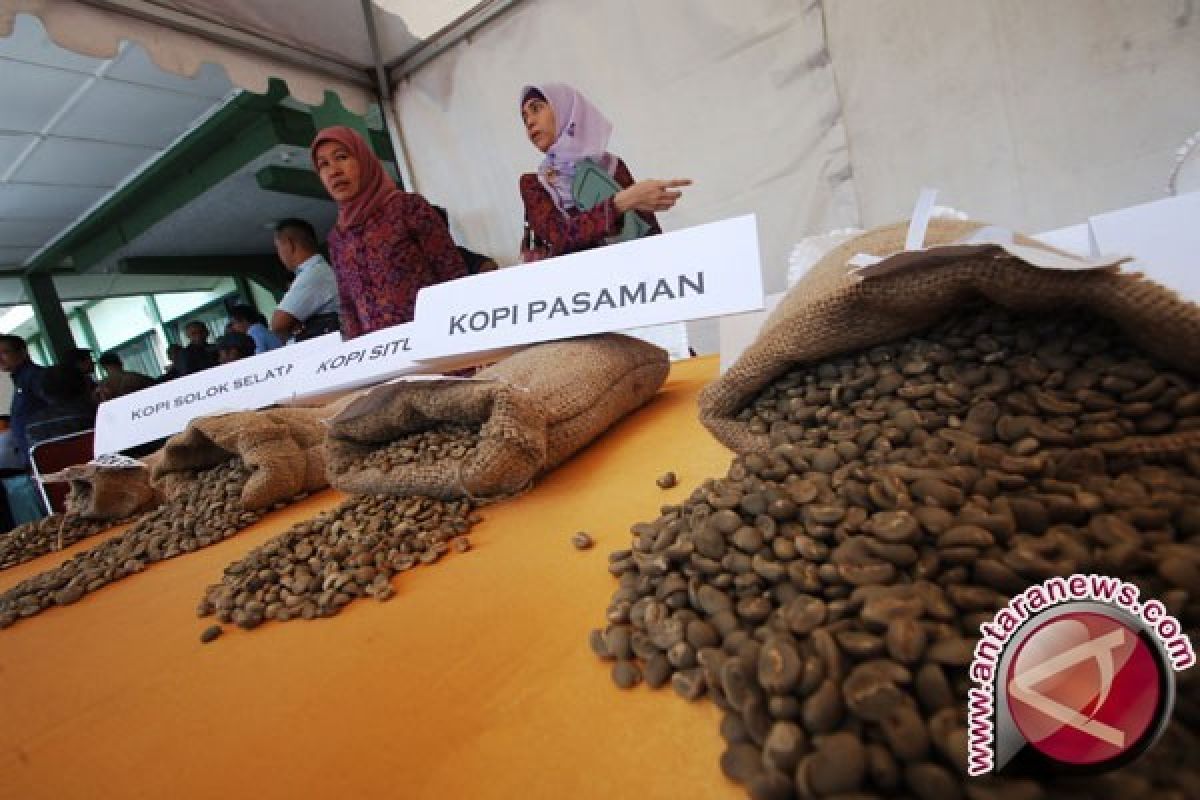 Mantap! Pemkab Seruyan Mulai Kembangkan Budidaya Kopi Di Lahan 40 Hektare