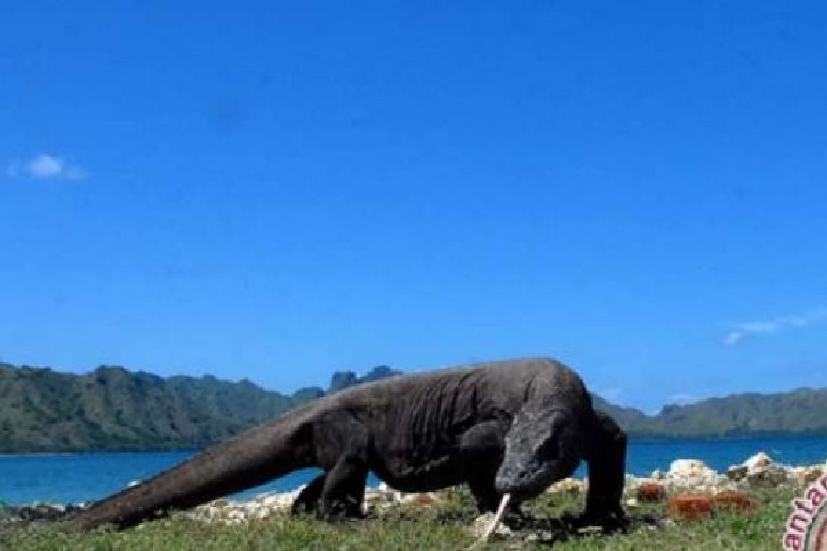 Taman Nasional Komodo Dapat Bantuan Alat Pengolah Sampah