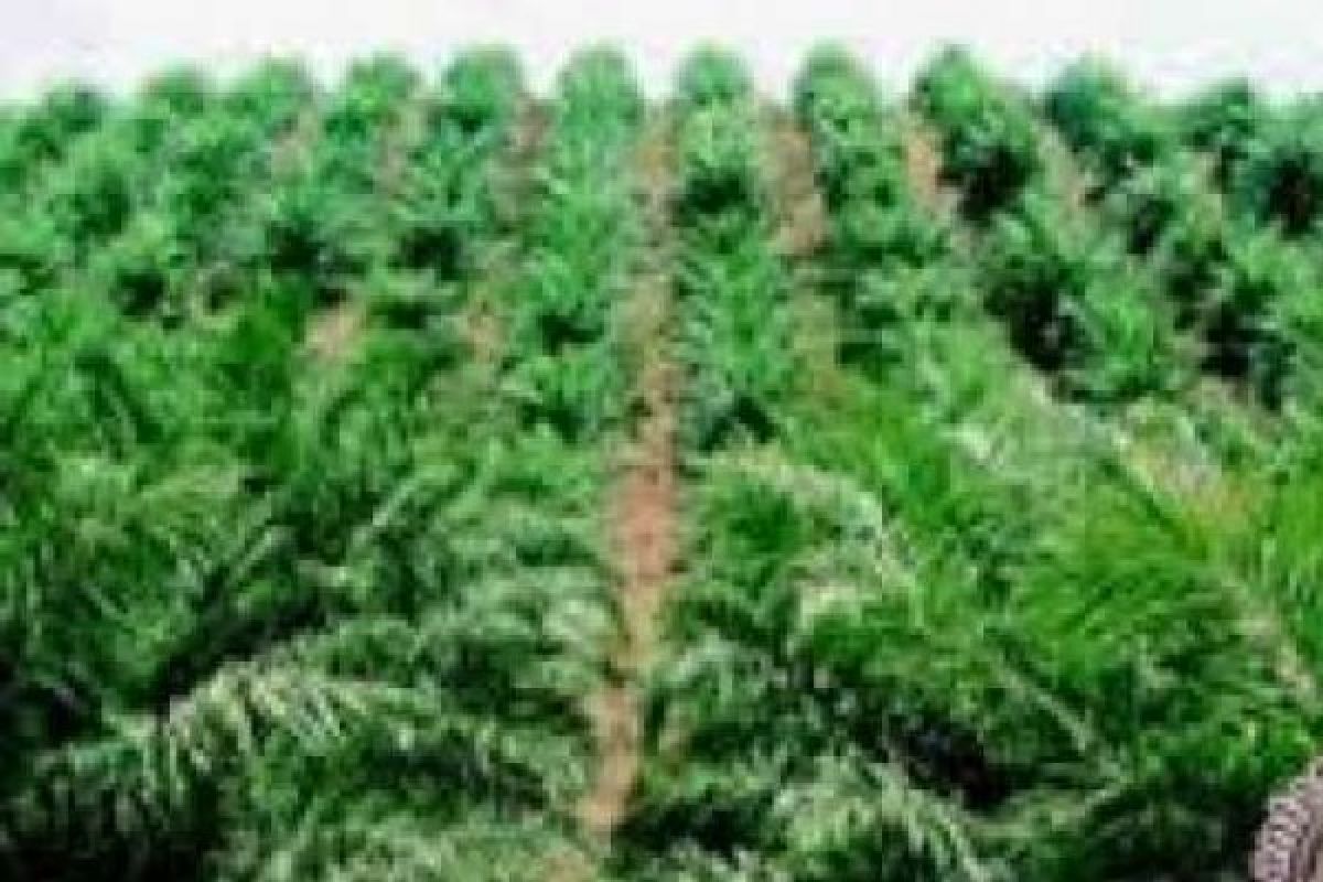  Pansus: Lahan PT Adei Plantation Lebihi Izin