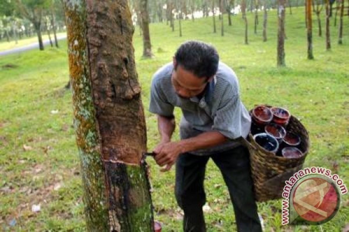 Harga Karet di Barito Timur Tembus Rp12.000 Per Kilogram