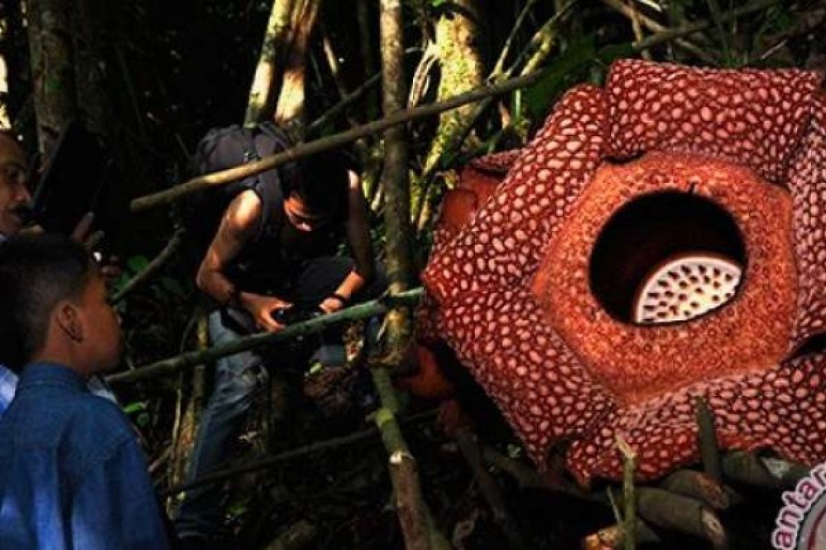 Bunga Rafflesia Arnoldi Mekar Jadi Objek Wisata Dadakan