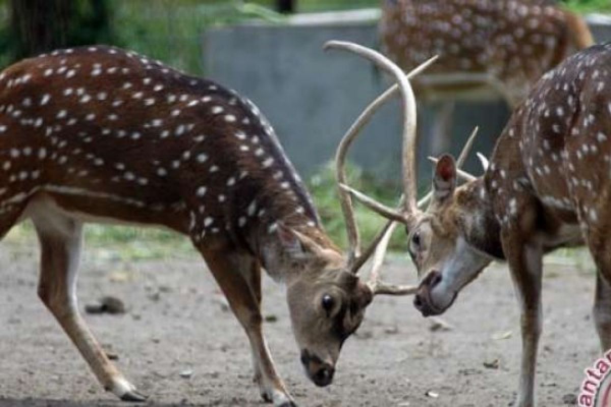 Makan Plastik, Rusa Di Kebun Binatang Shanghai Mati