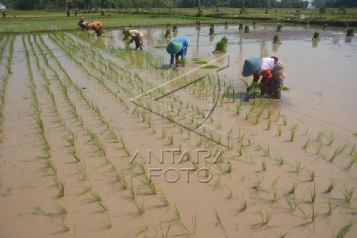 Menanam Padi Hasil Teknologi Nuklir di Purbalingga