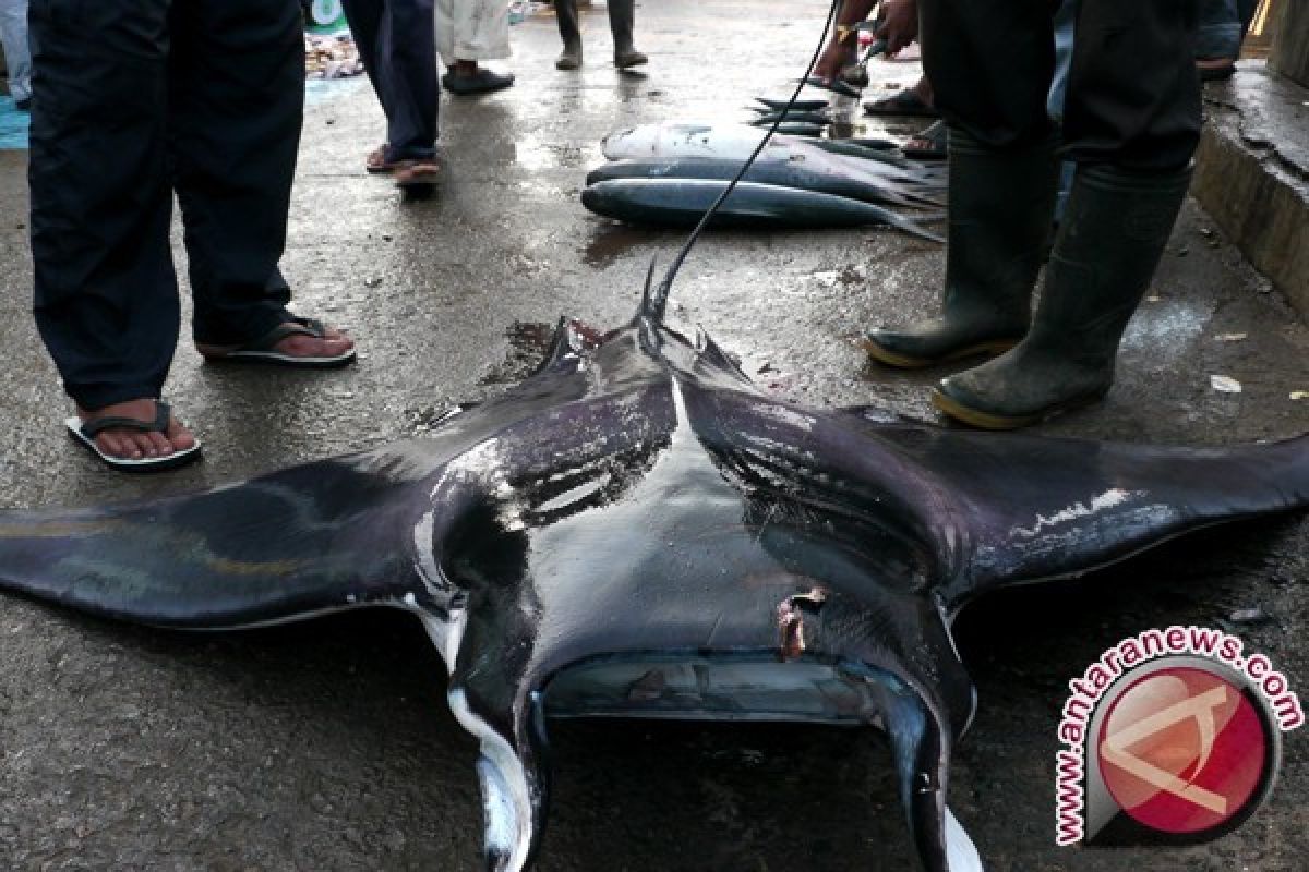 Aparat gerebek gudang penyimpanan fauna laut di Lotim