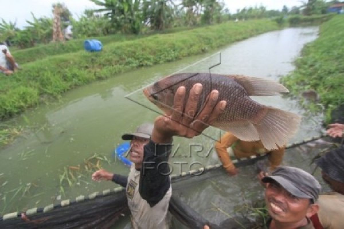 Kudus Sulap Sawah Langganan Banjir Jadi Areal Tambak