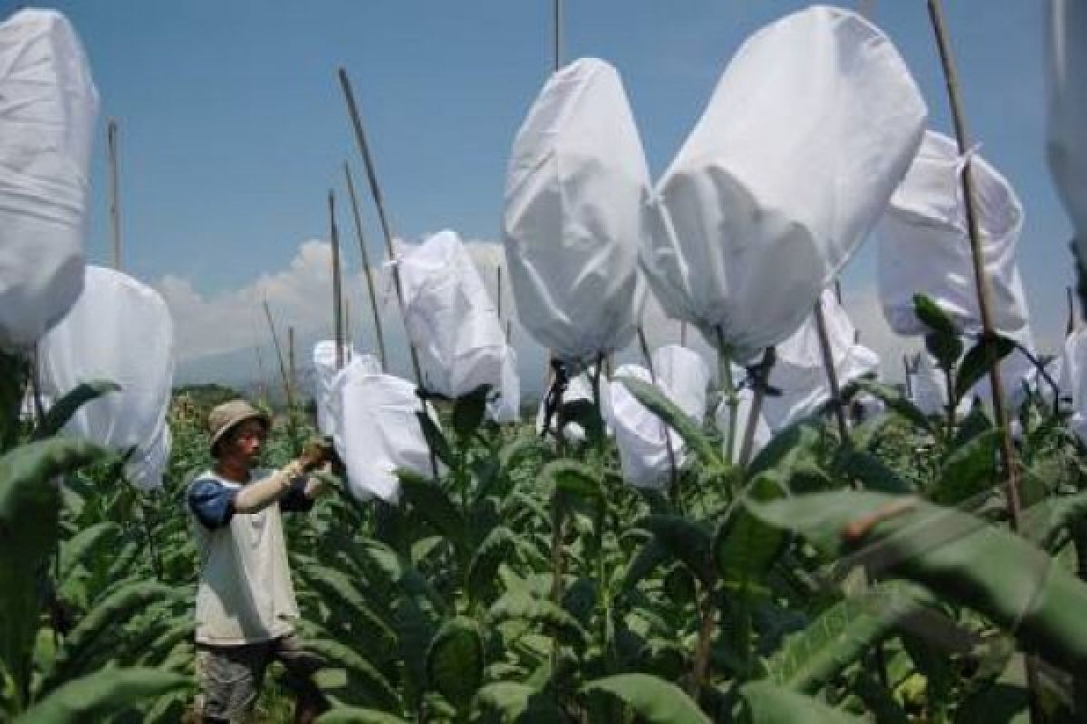 Dibutuhkan pabrikan, petani Temanggung diimbau tanam tembakau kemloko