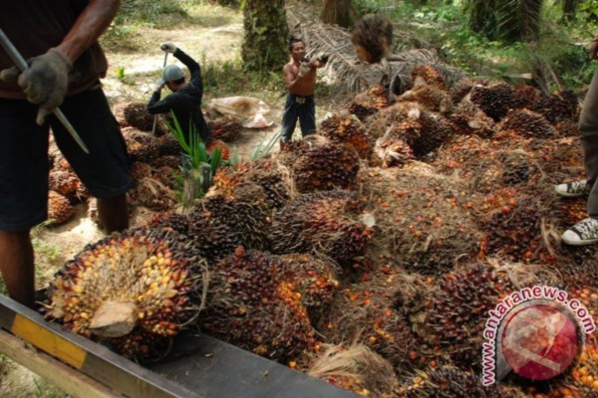 Petani Gembira Harga TBS Sawit Barito Utara Naik 