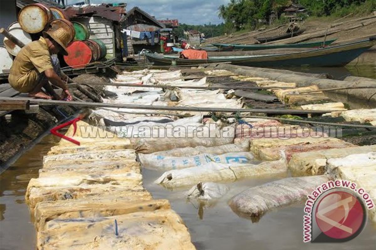 Syukur! Harga Karet Pedalaman Barito Utara Kembali Naik