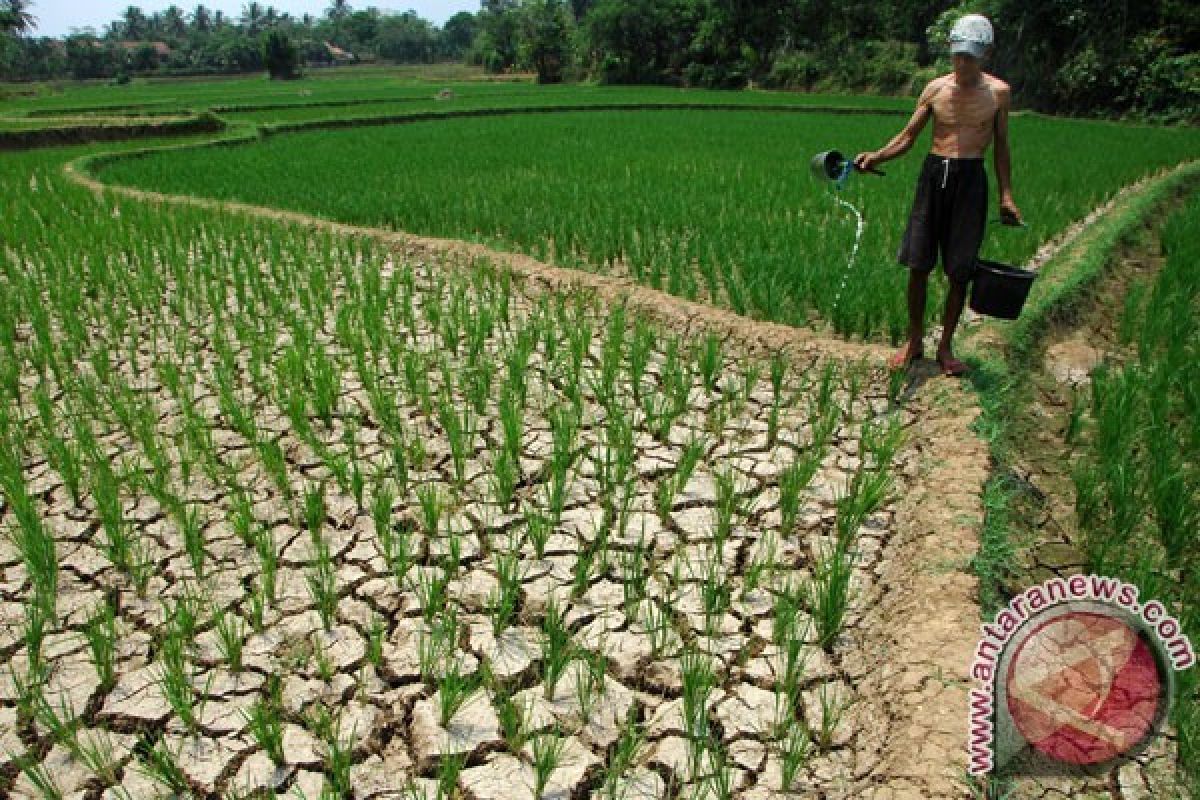 Saluran Tersier Terputus, 125 Hektare Sawah di Pekalongan Terancam Puso