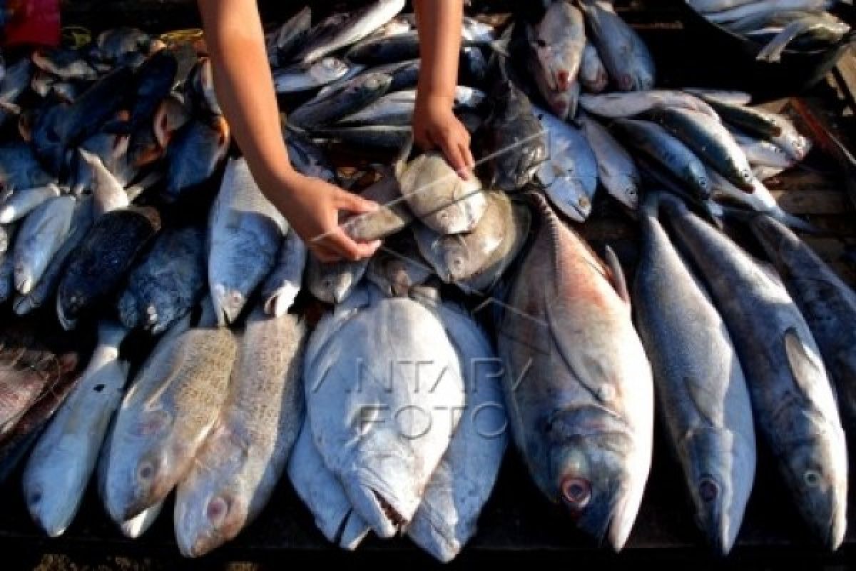 Harga Ikan di PPI Tambak Lorok Naik