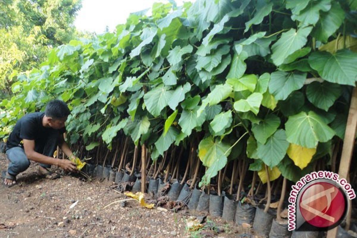 Palangka Raya Kembangkan Pertanian Bioindustri Kemiri Sunan 