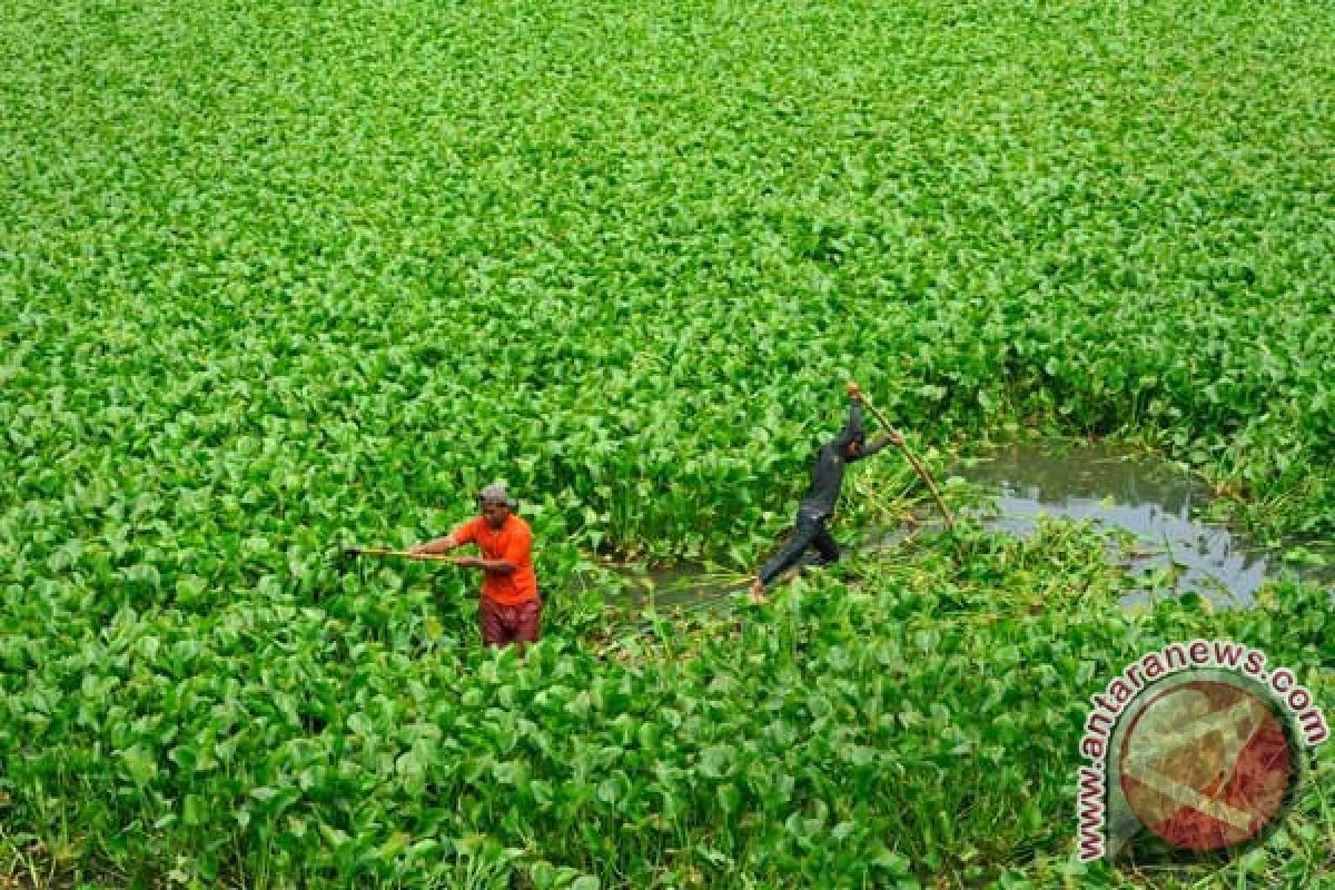 Bantul merekomendasikan pemanfaatan eceng gondok untuk perikanan 