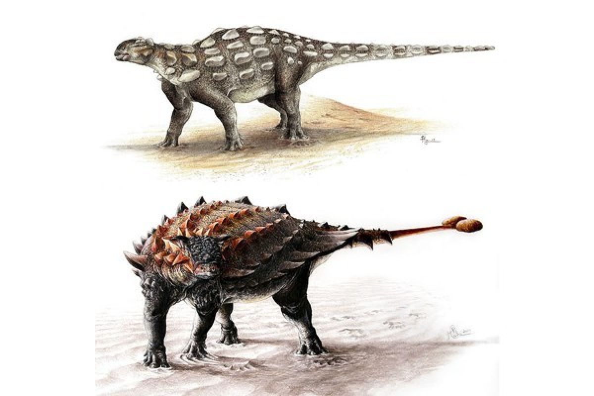 Peneliti Lacak Evolusi Ekor Ankylosaurus