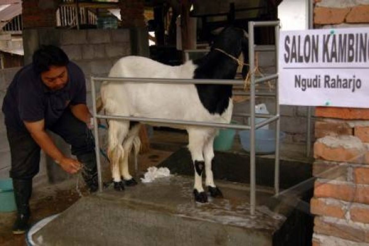 Salon Kambing Kurban Menarik Minat Konsumen