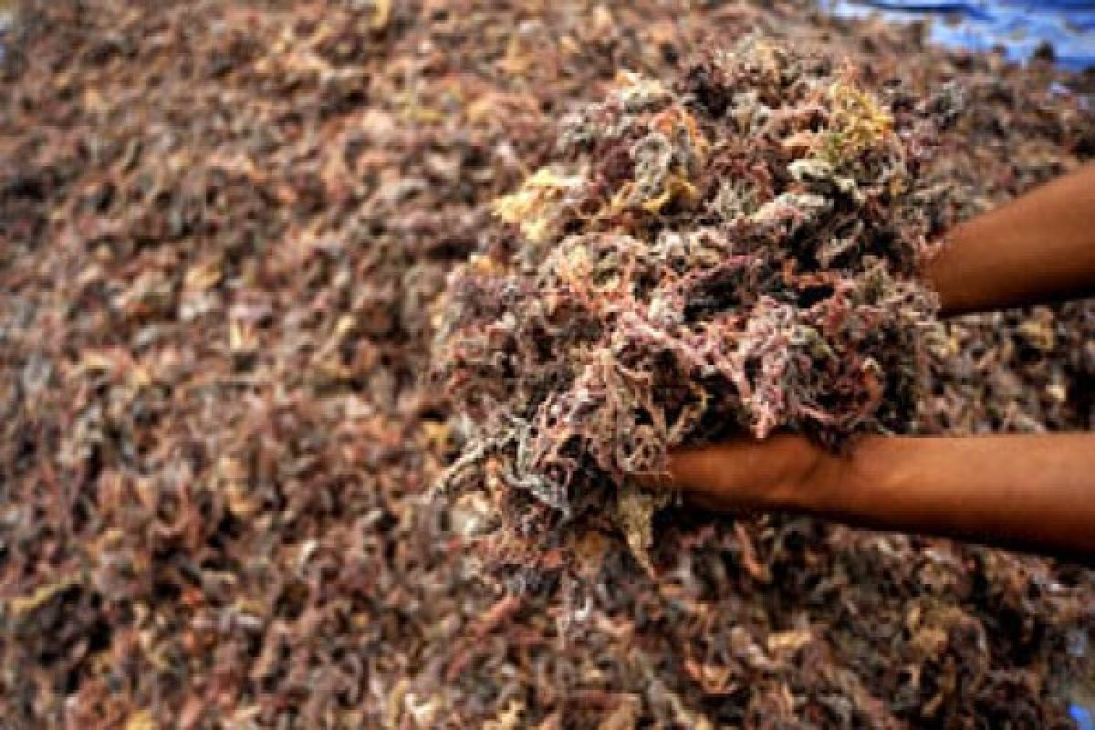 Petani Rumput Laut Busel Peroleh Pendapatan Tertinggi