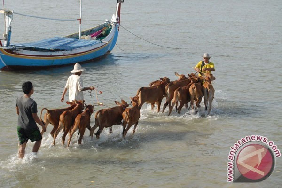 Hasilkan Sapi Unggul, Sapi Pasundan akan Dikawinkan dengan Sapi Madura