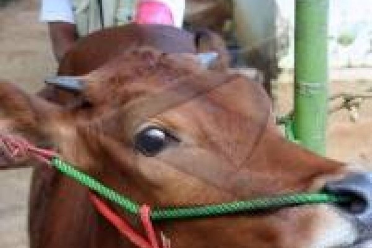 Wonosobo Targetkan Inseminasi Buatan pada 1.000 Sapi