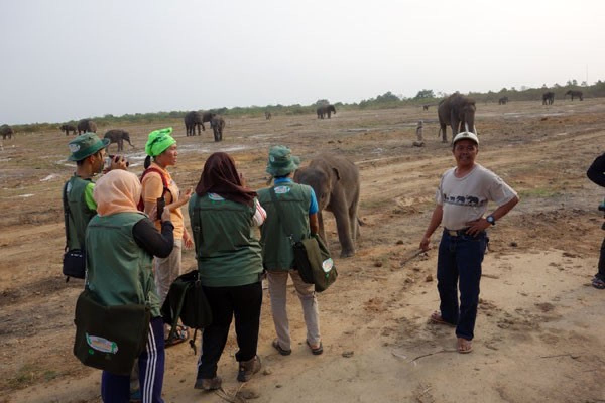 Konservasi Gajah TNWK Lampung makin diminati wisman