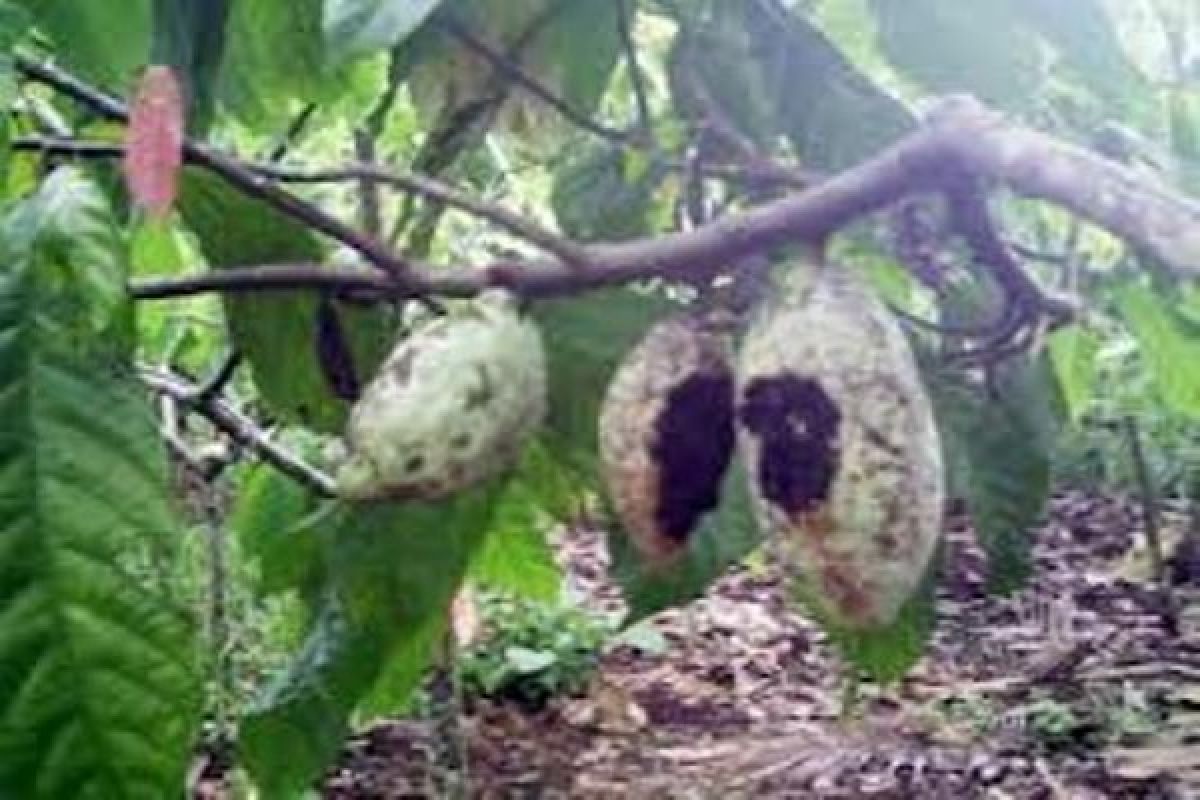 Manajemen Papua Cokelat perluas target pasar